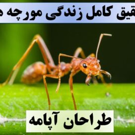 تحقیق پاورپوینت مورچه ها