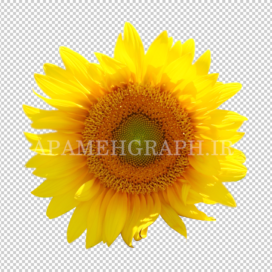 گل آفتاب گردان png