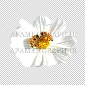گل و زنبور png