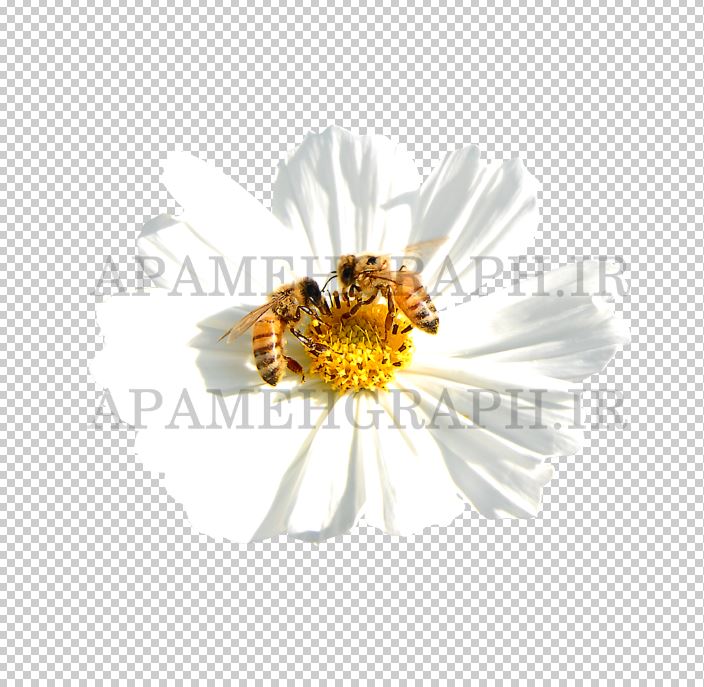 گل و زنبور png