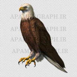 عقاب png