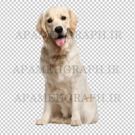 فایل png سگ