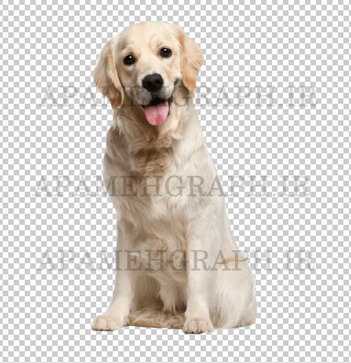 فایل png سگ
