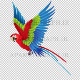 طوطی png