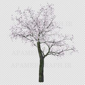 فایل png درخت شکوفه