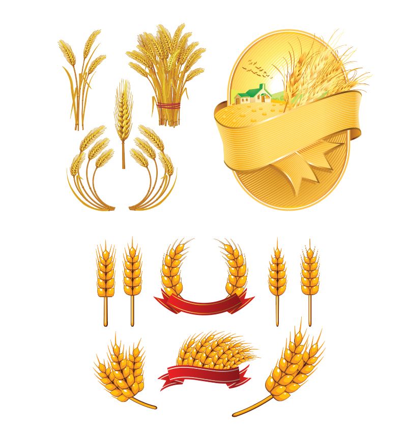 لوگو انواع گندم
